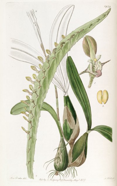 Bulbophyllum calyptratum var. calyptratum by Miss Drake